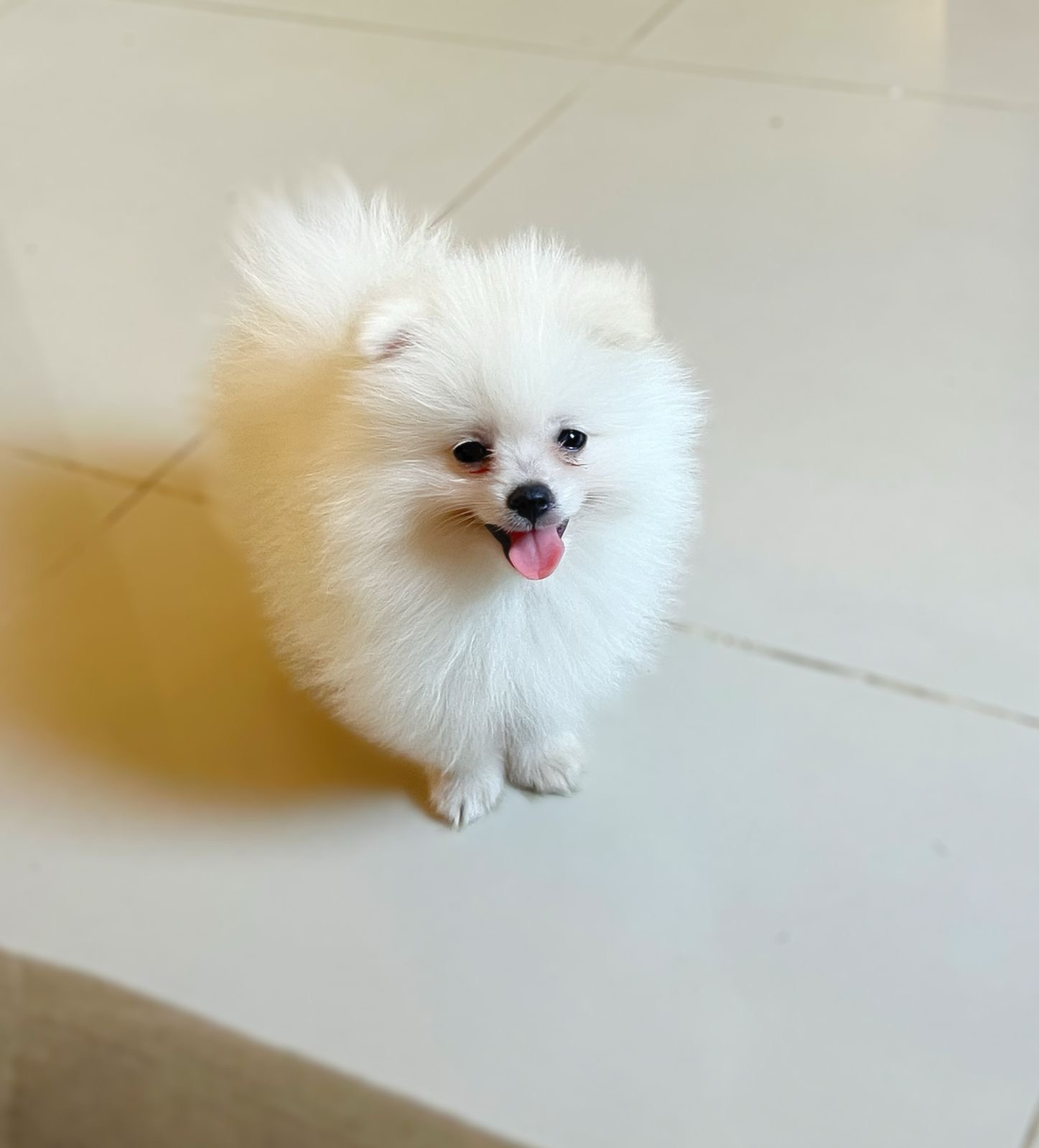 Portal Vendocão Filhote de spitz alemão/lulu pomerania  Vila Velha 