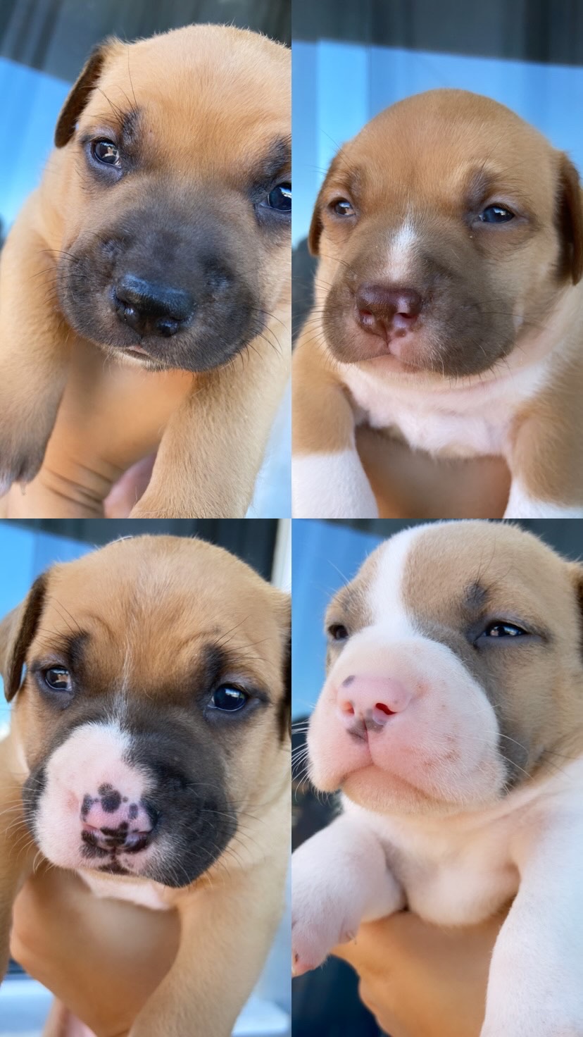 Portal Vendocão Filhotes pitbull red nose  Salvador 