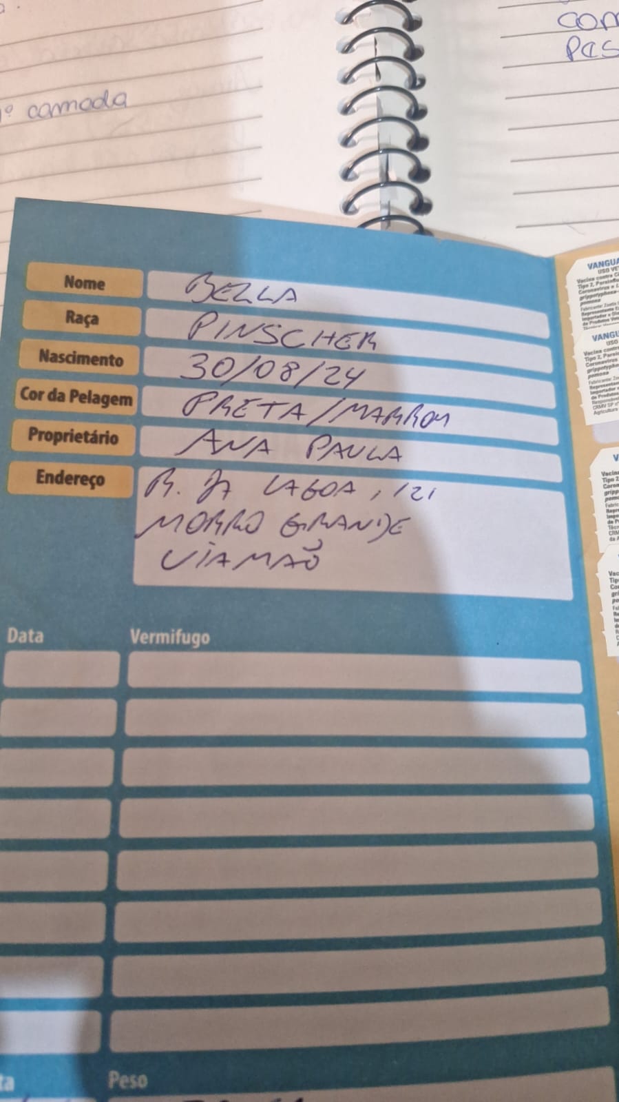 Vendo Pincher  - Foto 4