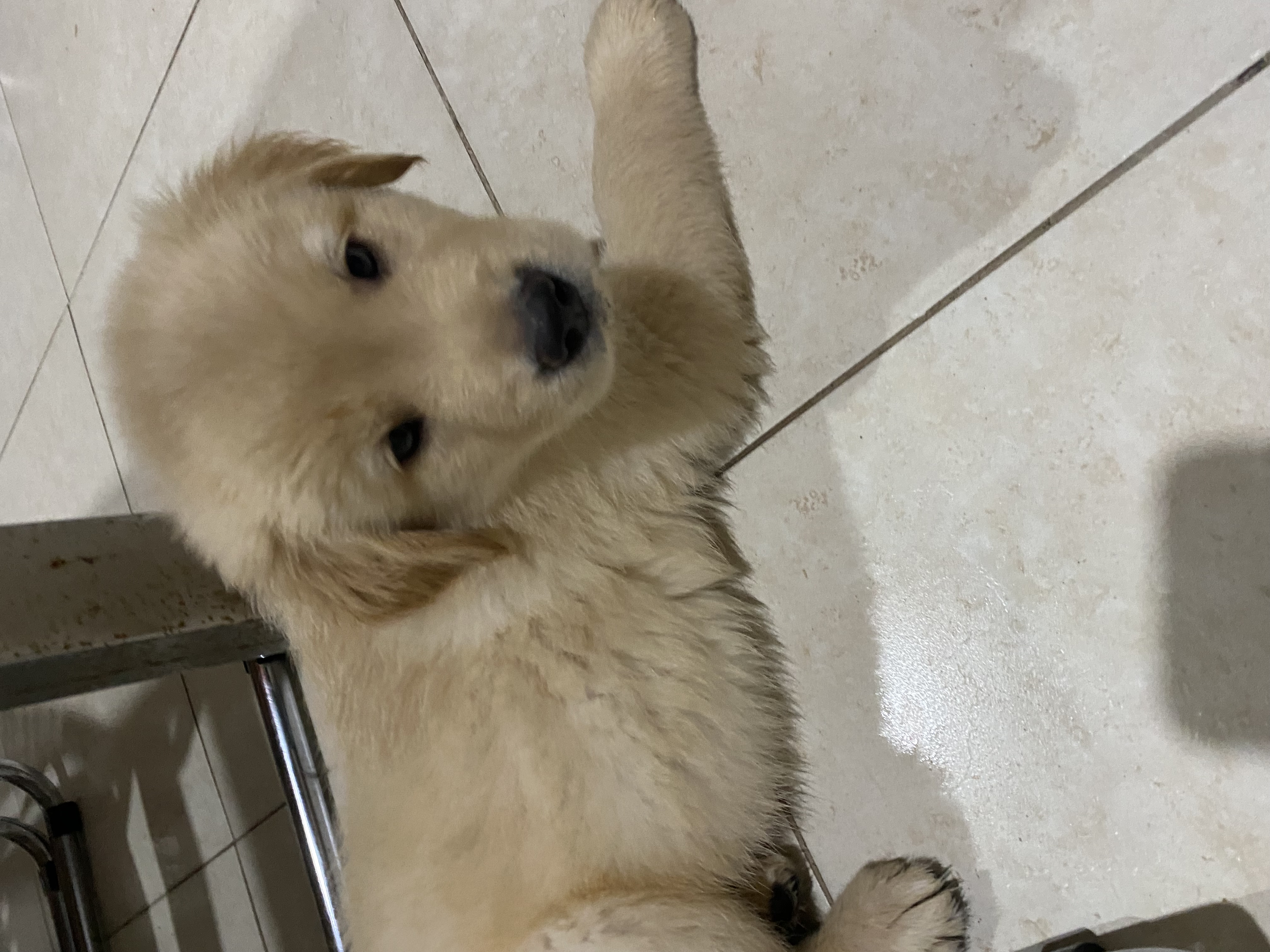 Portal Vendocão Filhotes Golden Retriever Puro Belo Horizonte 