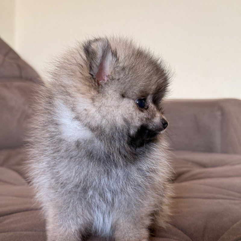 Filhotes Spitz Alemão anão