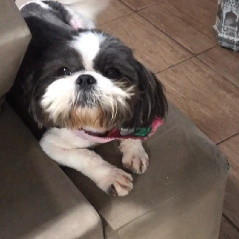 shih tzu macho