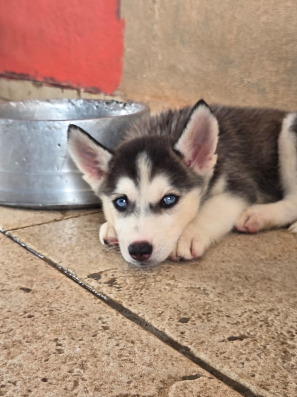 Portal Vendocão Filhote de Rusky  Manaus