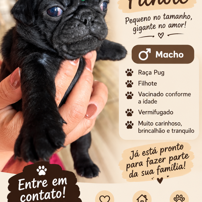 Lindo filhote de pug black