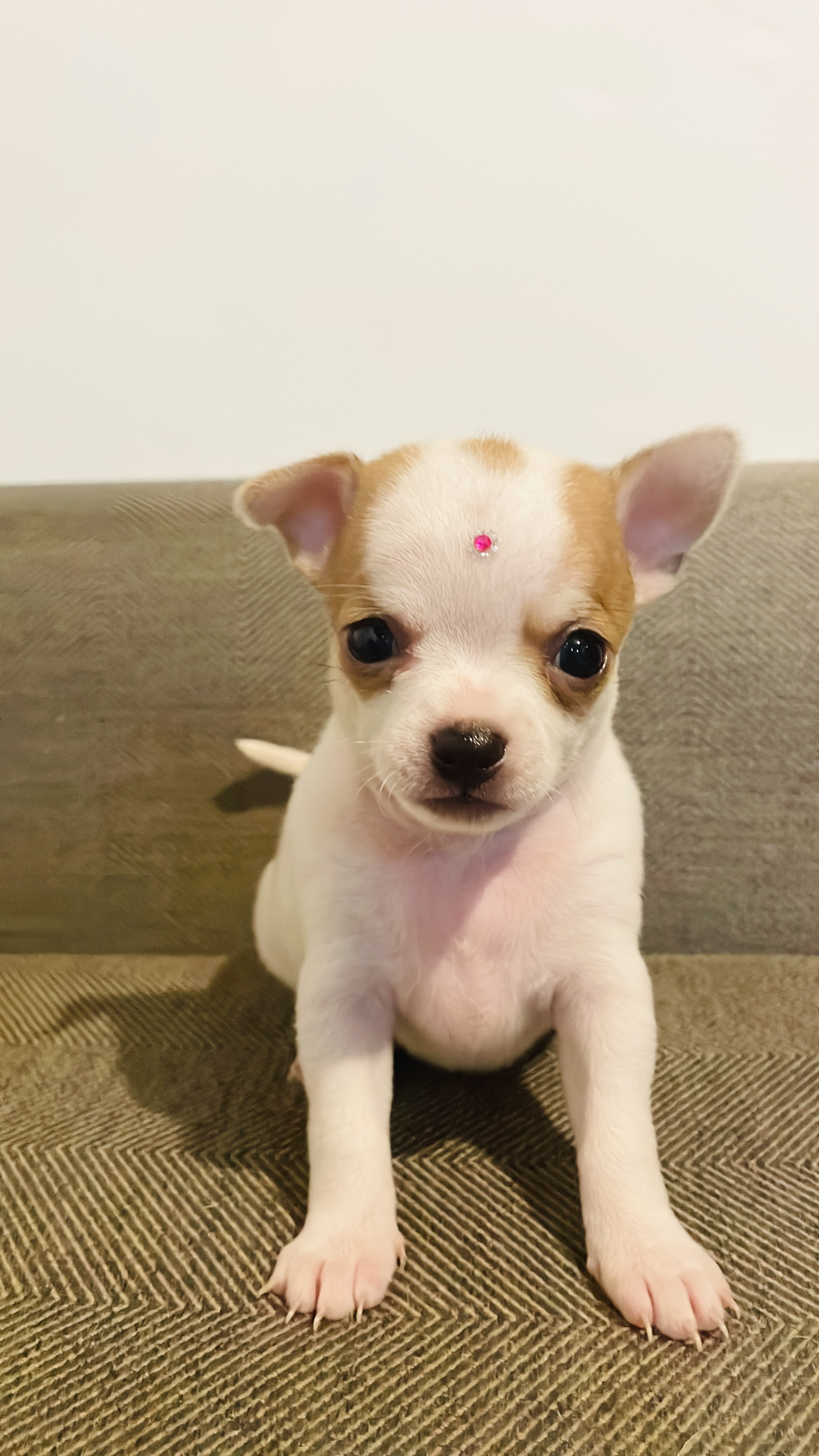 Portal Vendocão Chihuahua Pelo Curto - macho & femea Rio de janeiro