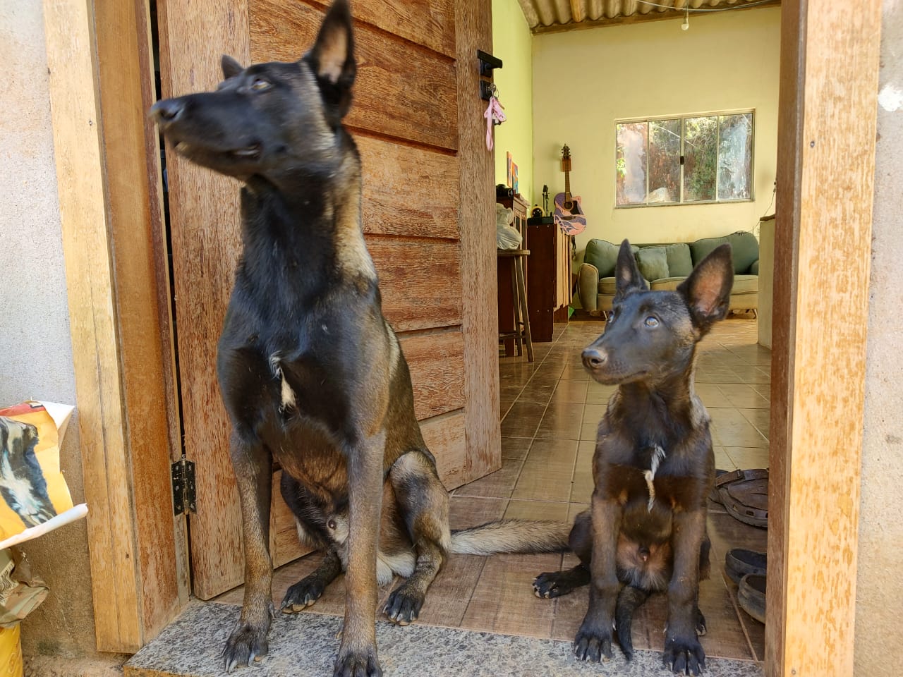 Portal Vendocão Filhote de pastor belga malinoa puro Capitólio