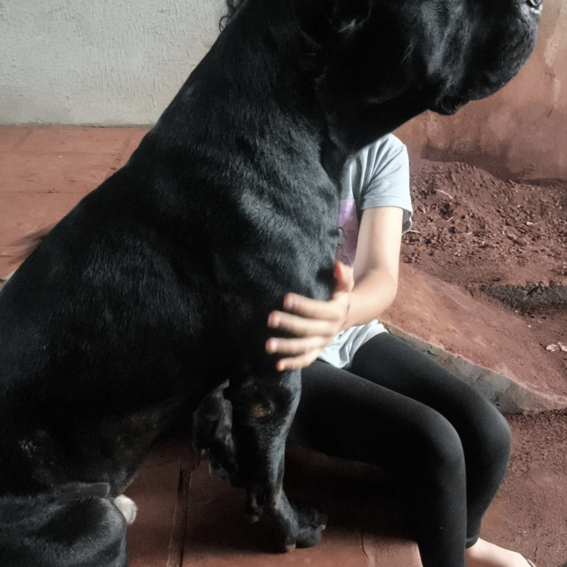 Filhotes de Pit Bull - Foto 4