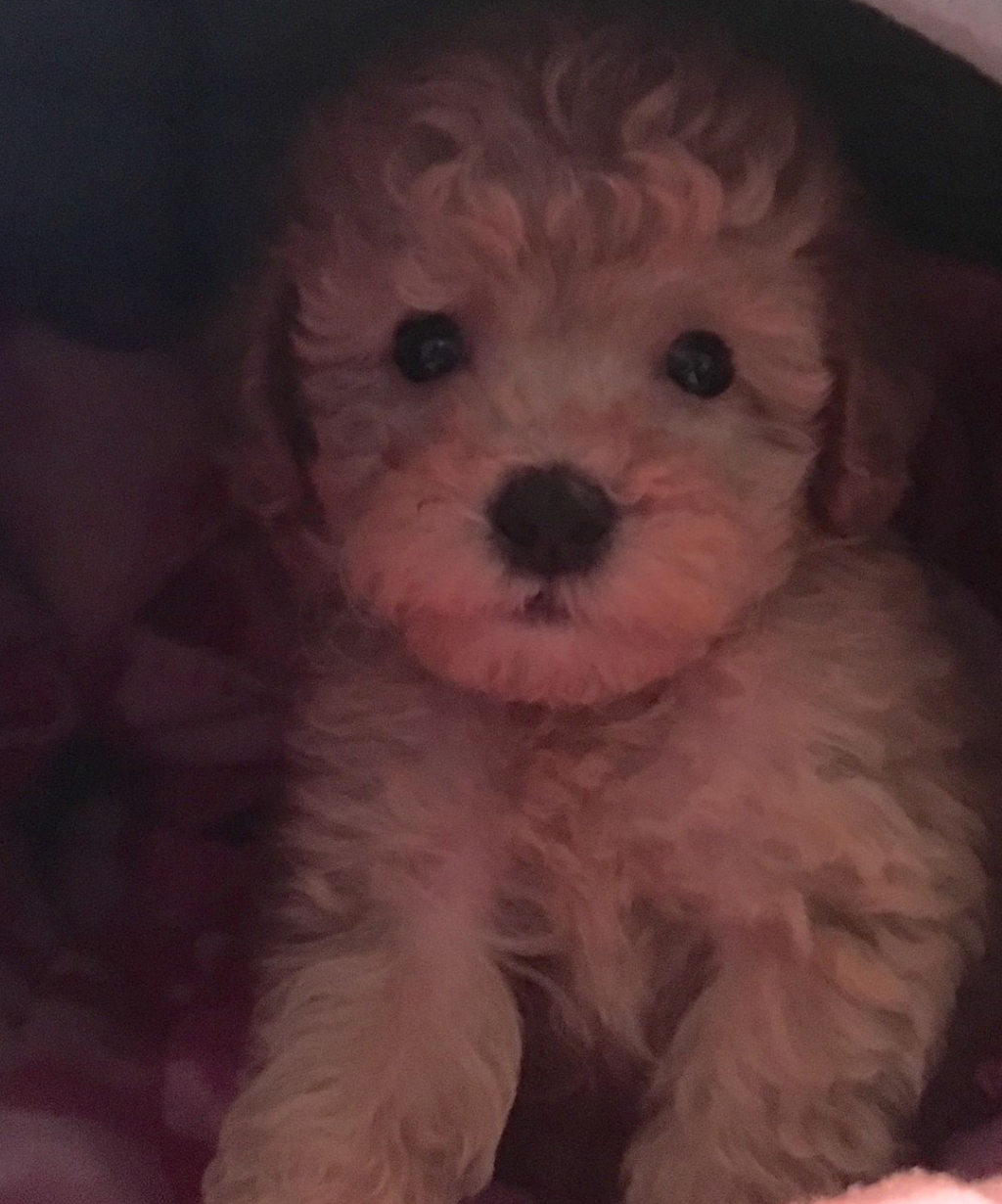 Portal Vendocão Poodle Femea toy Santa Maria rs