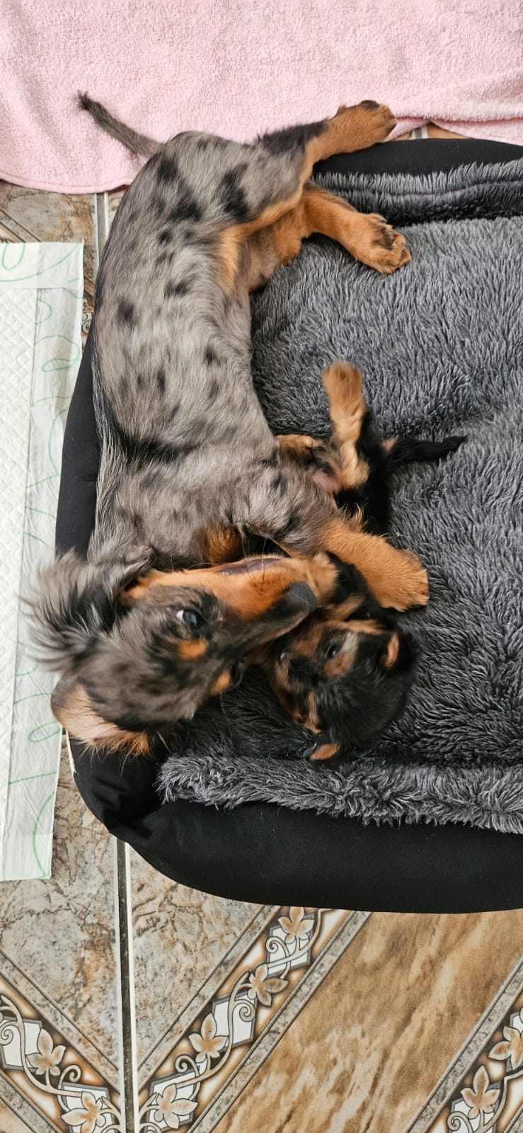 Filhote Dachshund pelo longo alerquim fêmea - Foto 3