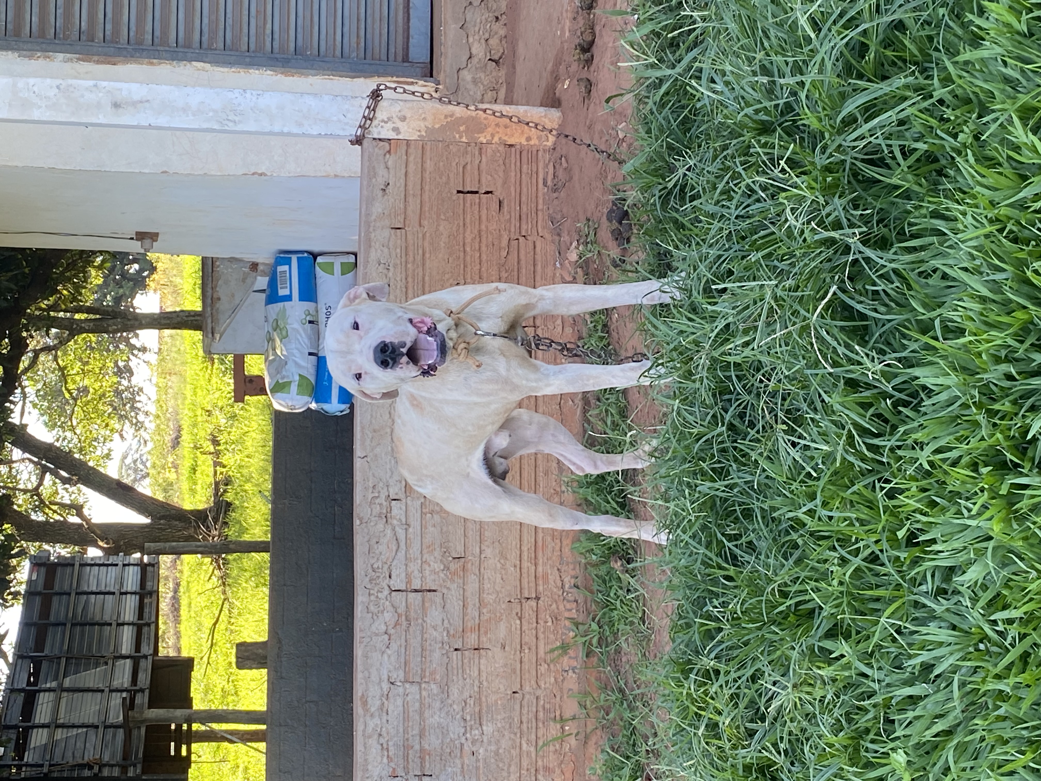 Portal Vendocão Dogo Argentino Joao Ramalho