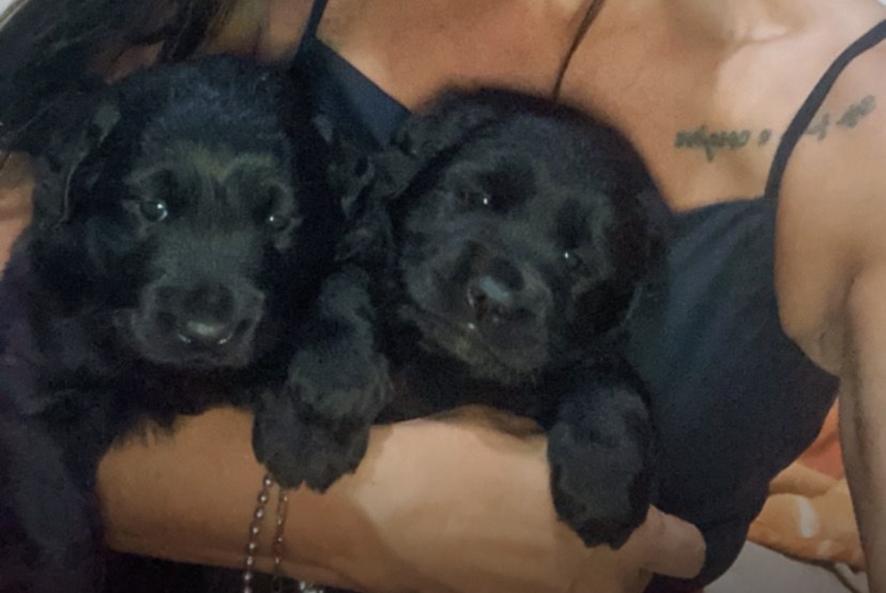 Labrador Fêmea Preta - Foto 4