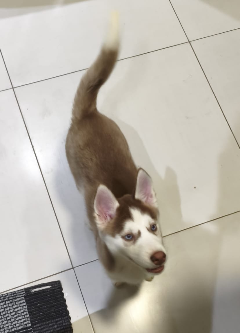 Lindo Filhote Femea 60 dias - Foto 3