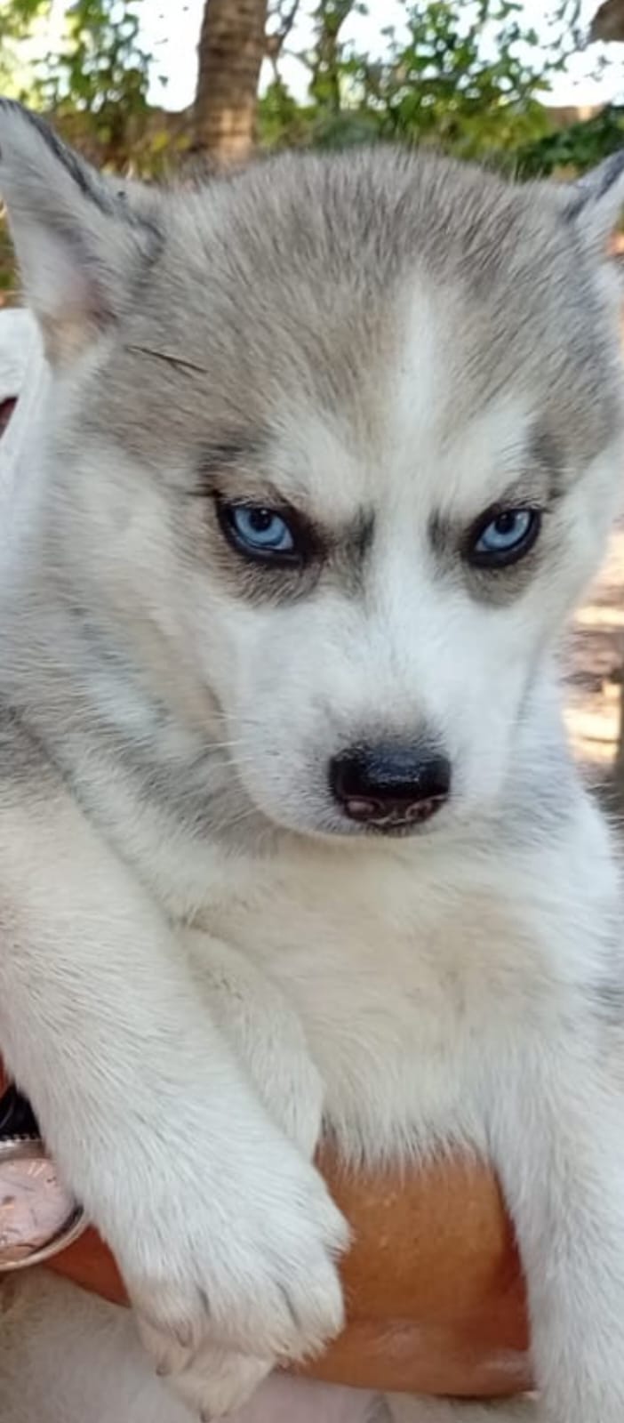 Tenho lindos filhotes filhotes de husky siberiano puros disponíveis  - Foto 4