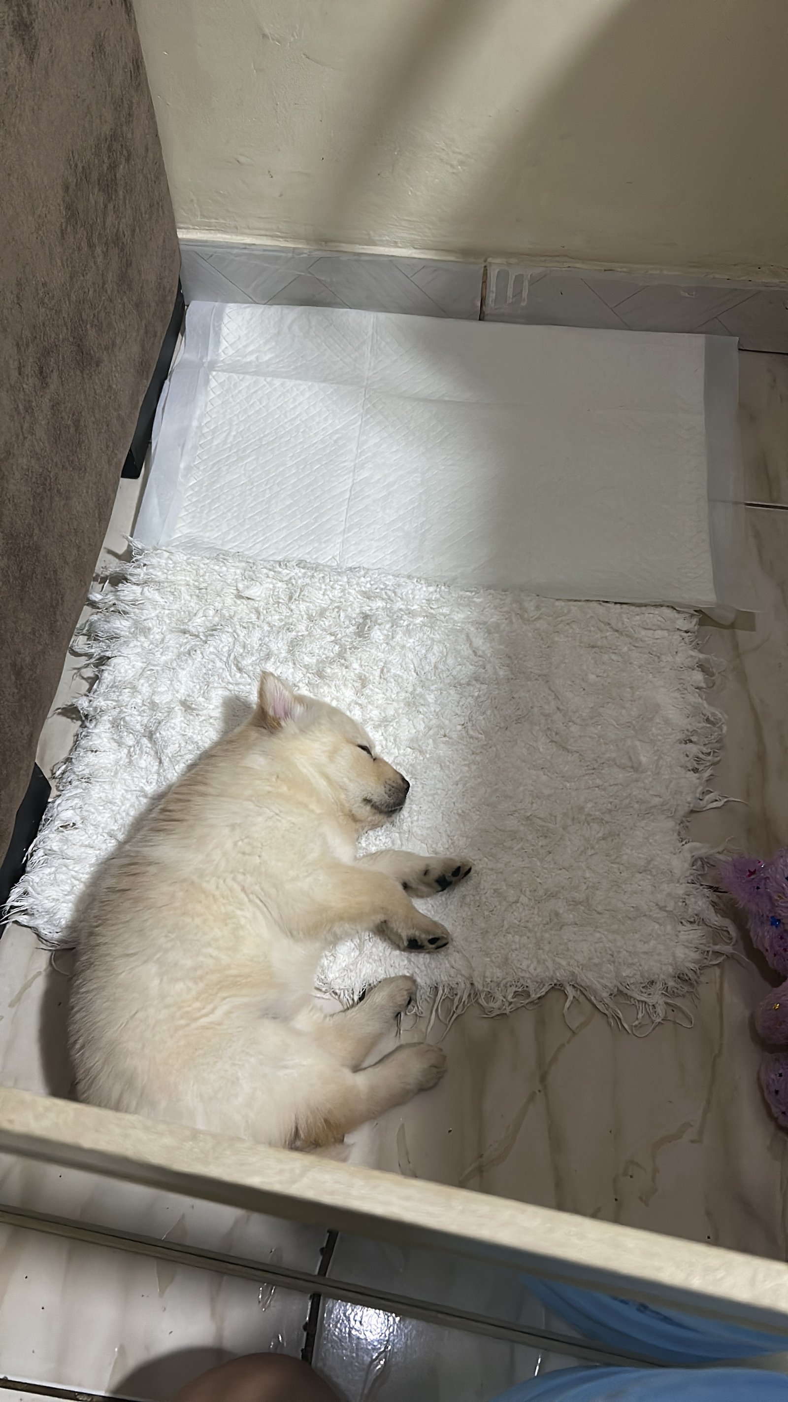Cadela filhote chow chow com Husky siberiano - Foto 3