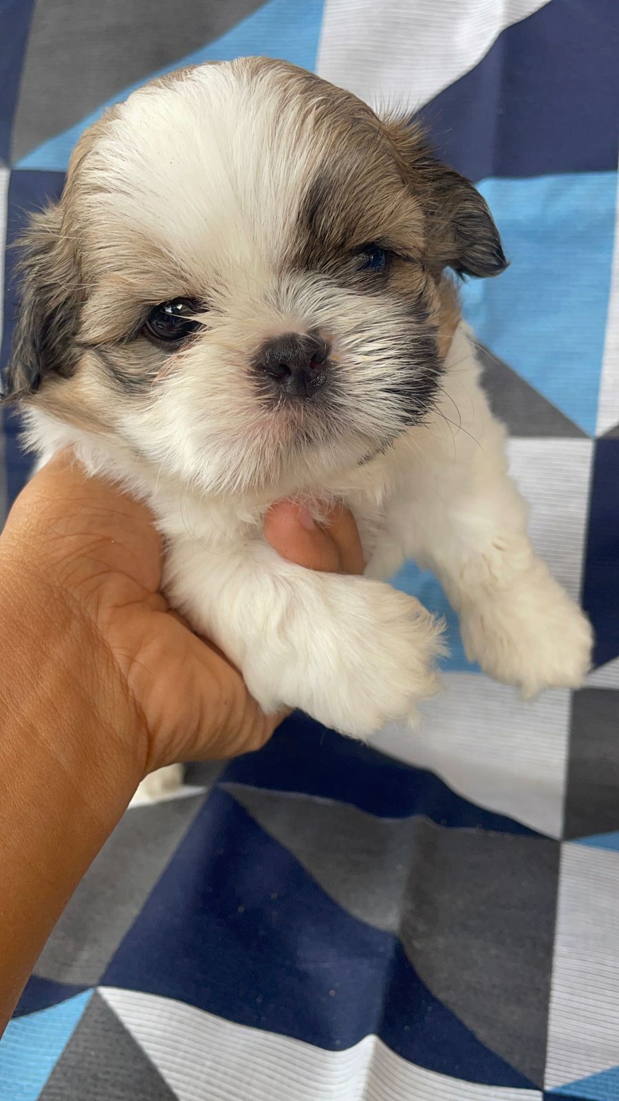 Portal Vendocão Vendo filhotes de shih tzu  SALVADOR
