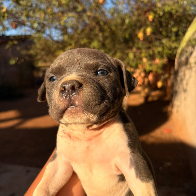 Pitbulls adultos e filhotes - Foto 2