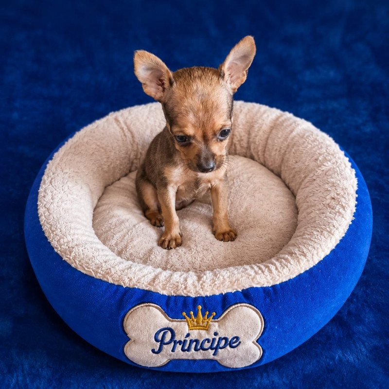 Pinscher fêmea e macho disponível 34 98425-9197 zap Uberlândia MG