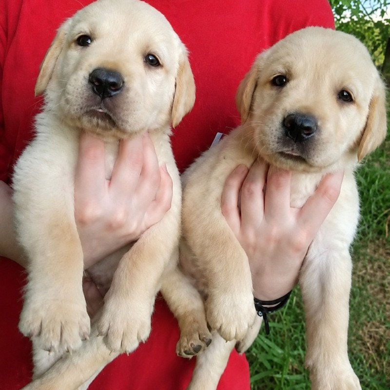 Vende-se filhote de labrador macho e fêmea