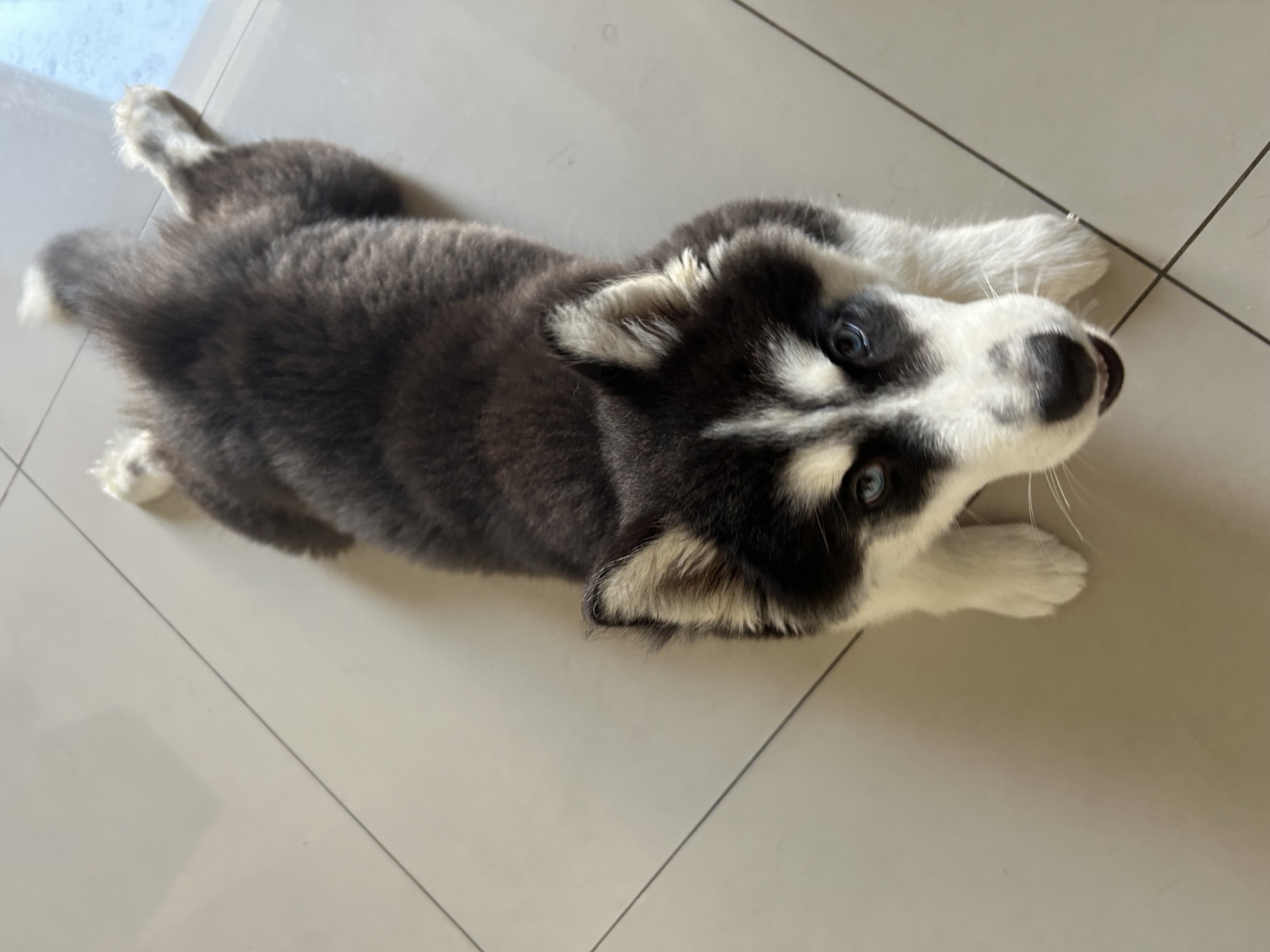 Portal Vendocão Filhote husky siberiano  Rio de janeiro