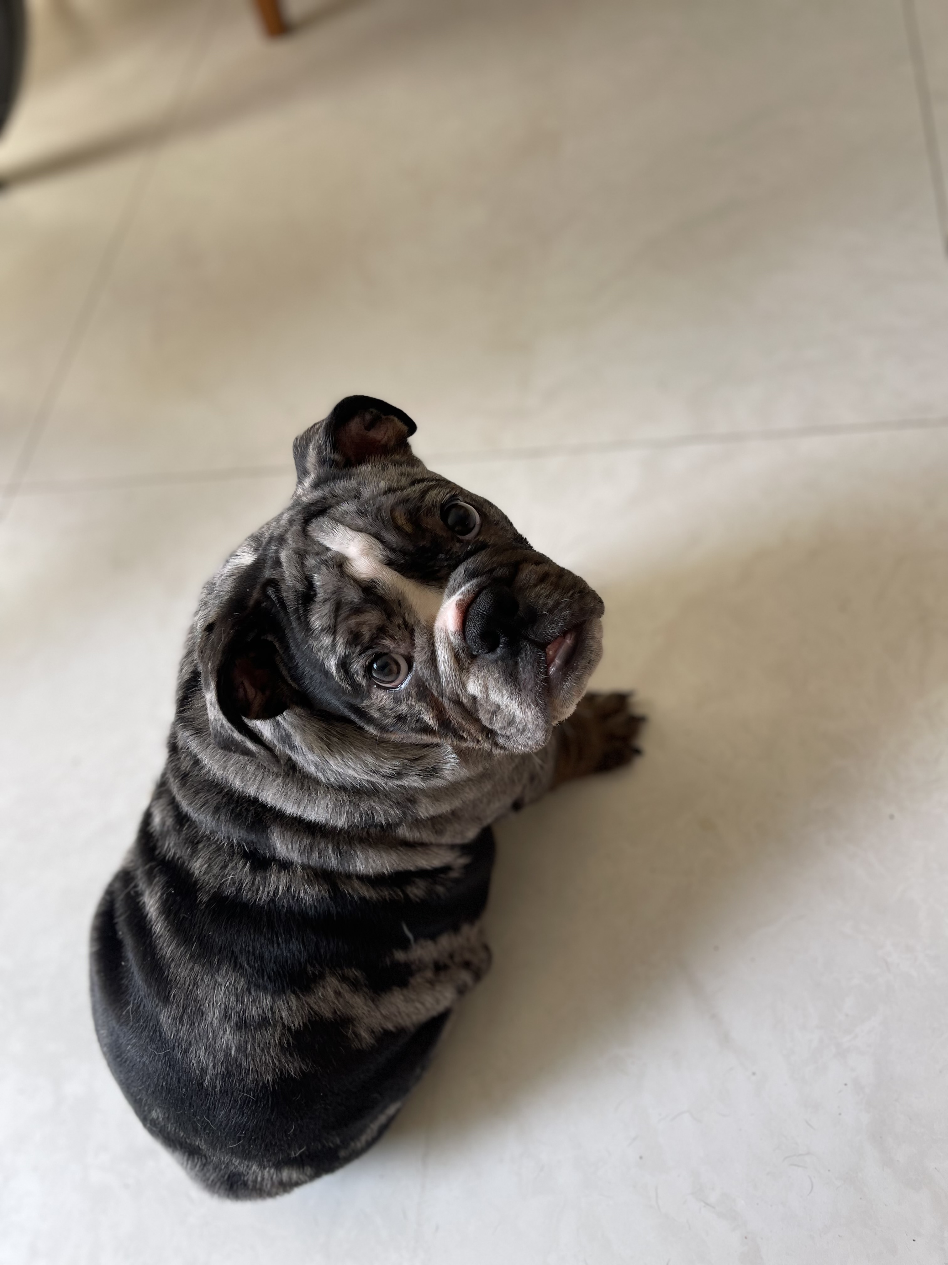 Portal Vendocão Filhote de bulldog inglês 4 meses  Salvador 