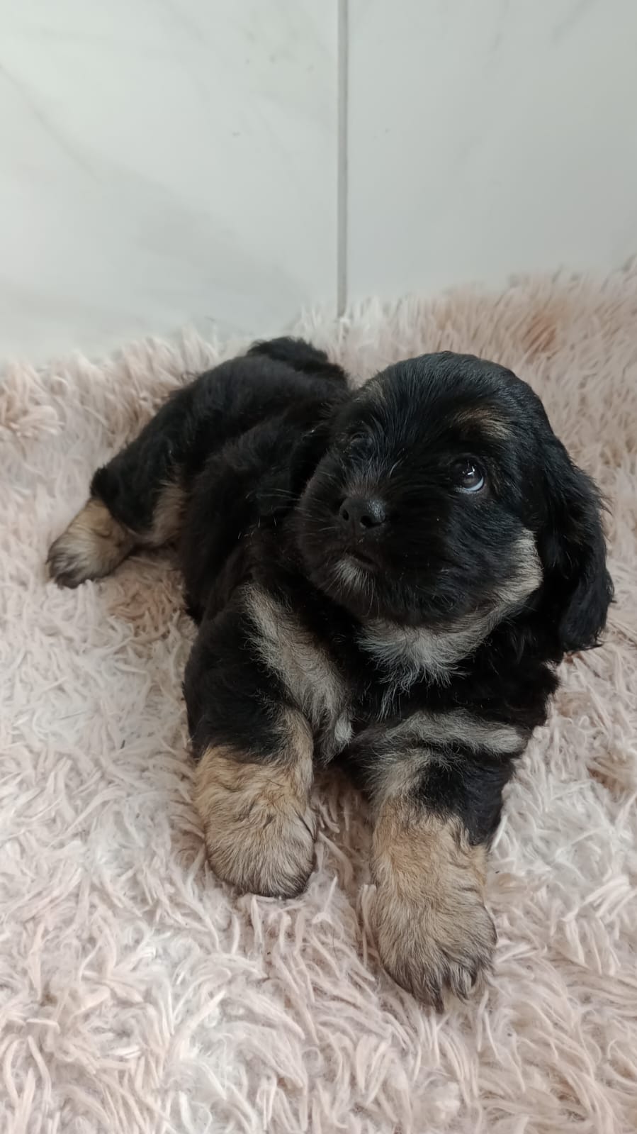 Portal Vendocão Vendo shih tzu fêmea  Jaboatão dos Guararapes