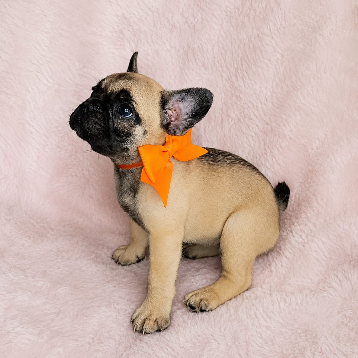 Filhote fêmea Buldogue francês