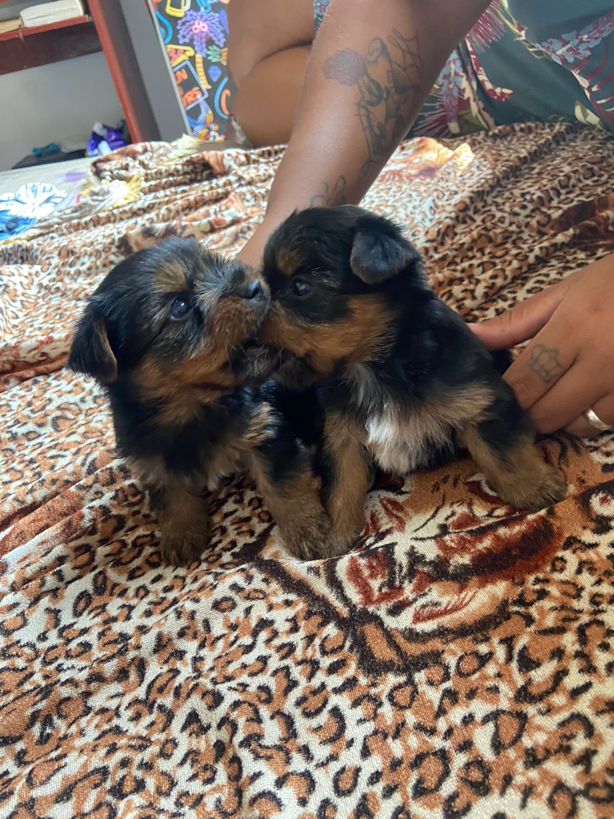 Cachorro venda - Foto 1