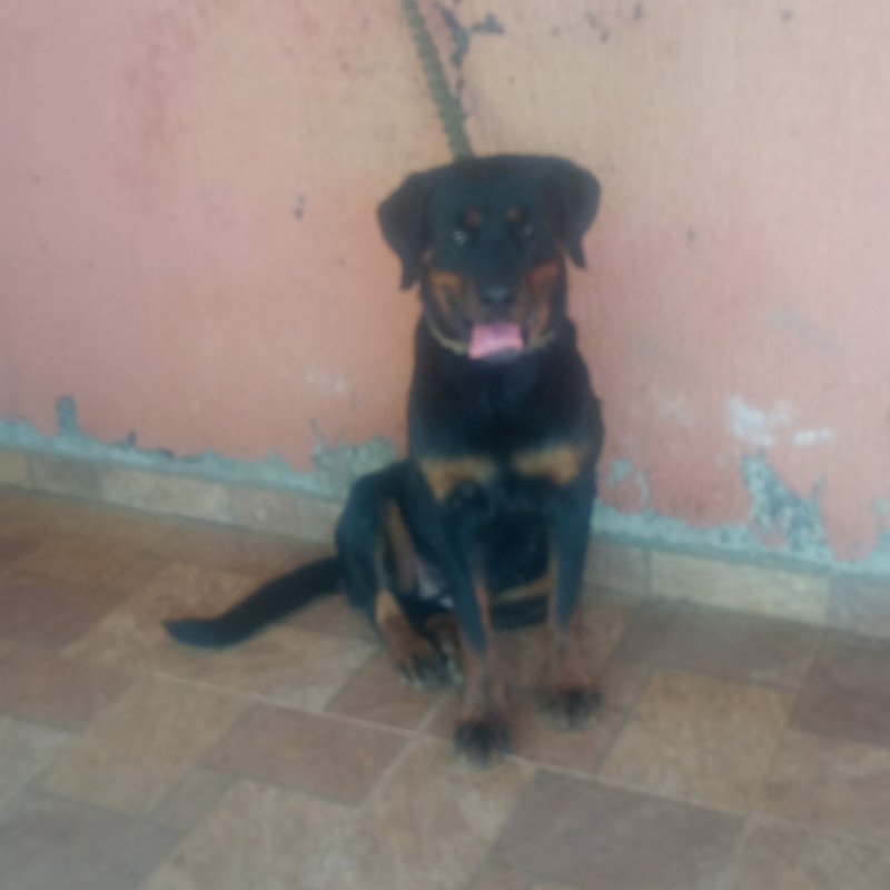 Rottweiler fêmea adulta