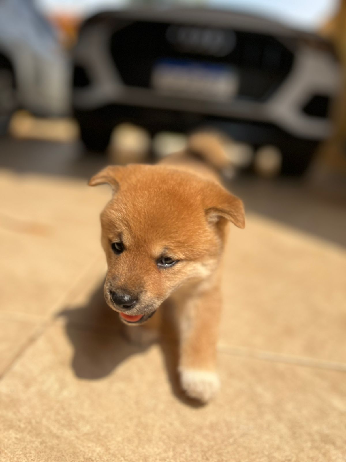 Portal Vendocão Filhote fêmea Shiba Inu  Rio de Janeiro 