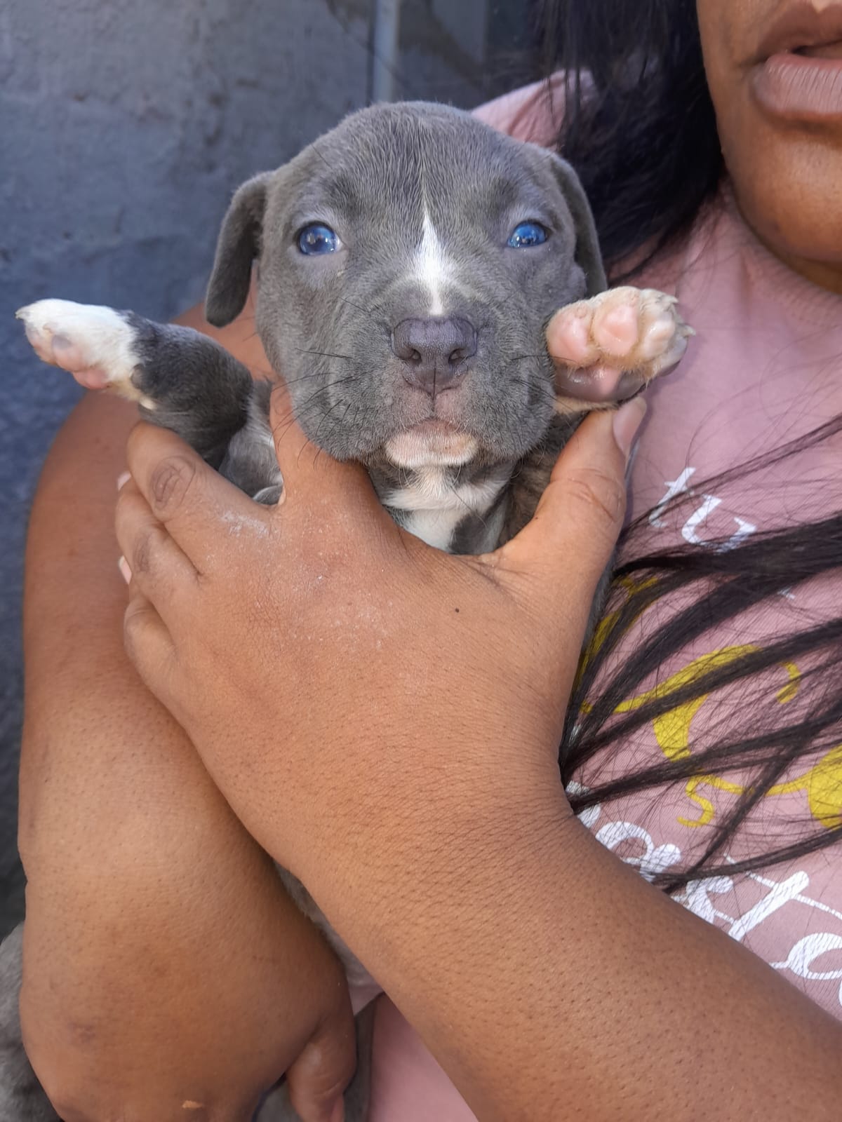 Portal Vendocão Vendo dois filhotes de Pitbull lindos eles são pitibull puro mãe uma pitibull rebaixada o pai um pitibull terrier, eles já tomaram o remédio de verme  Recife
