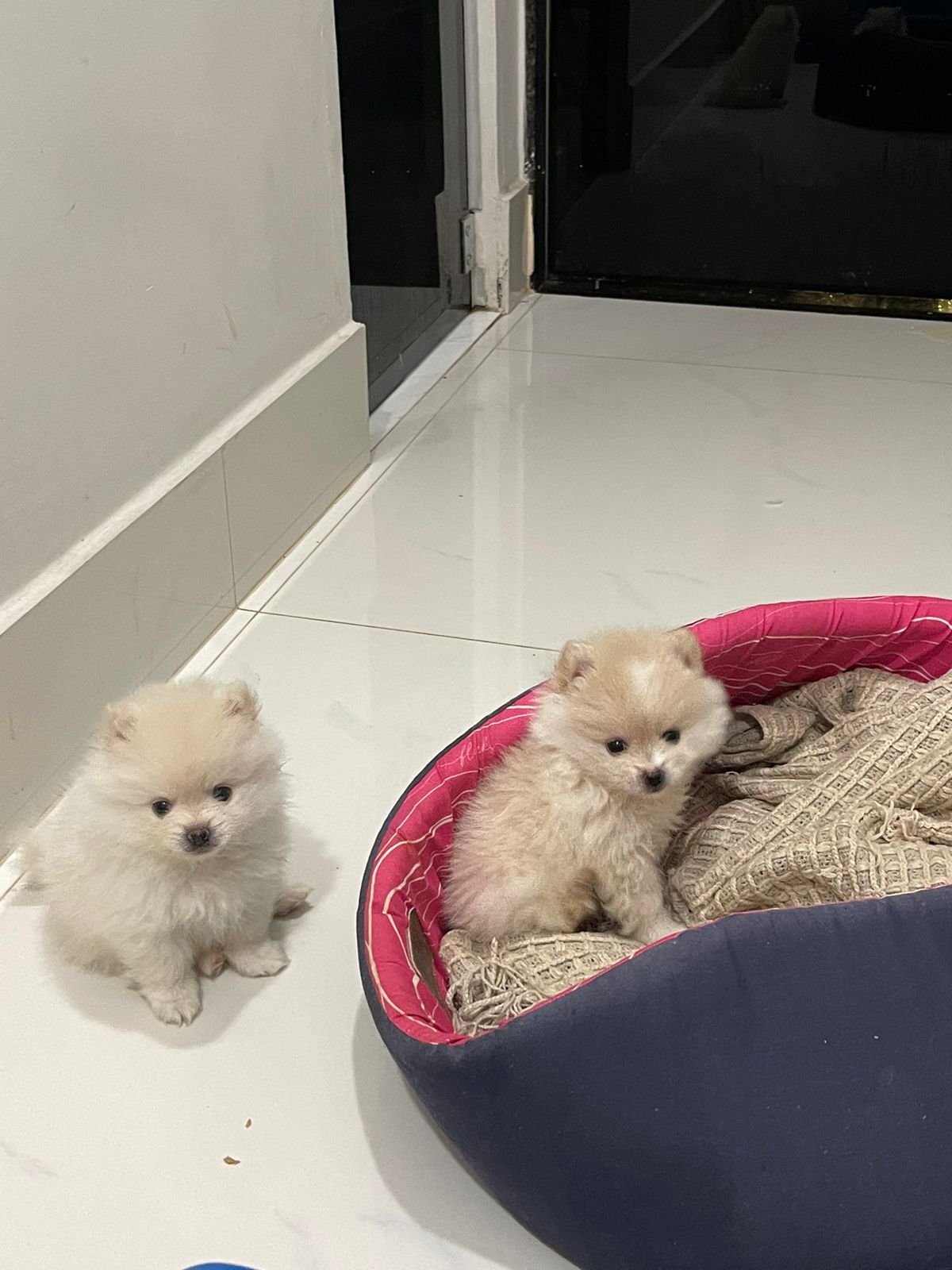 Portal Vendocão  Vendo Filhote de Lulu da Pomerânia Brasília
