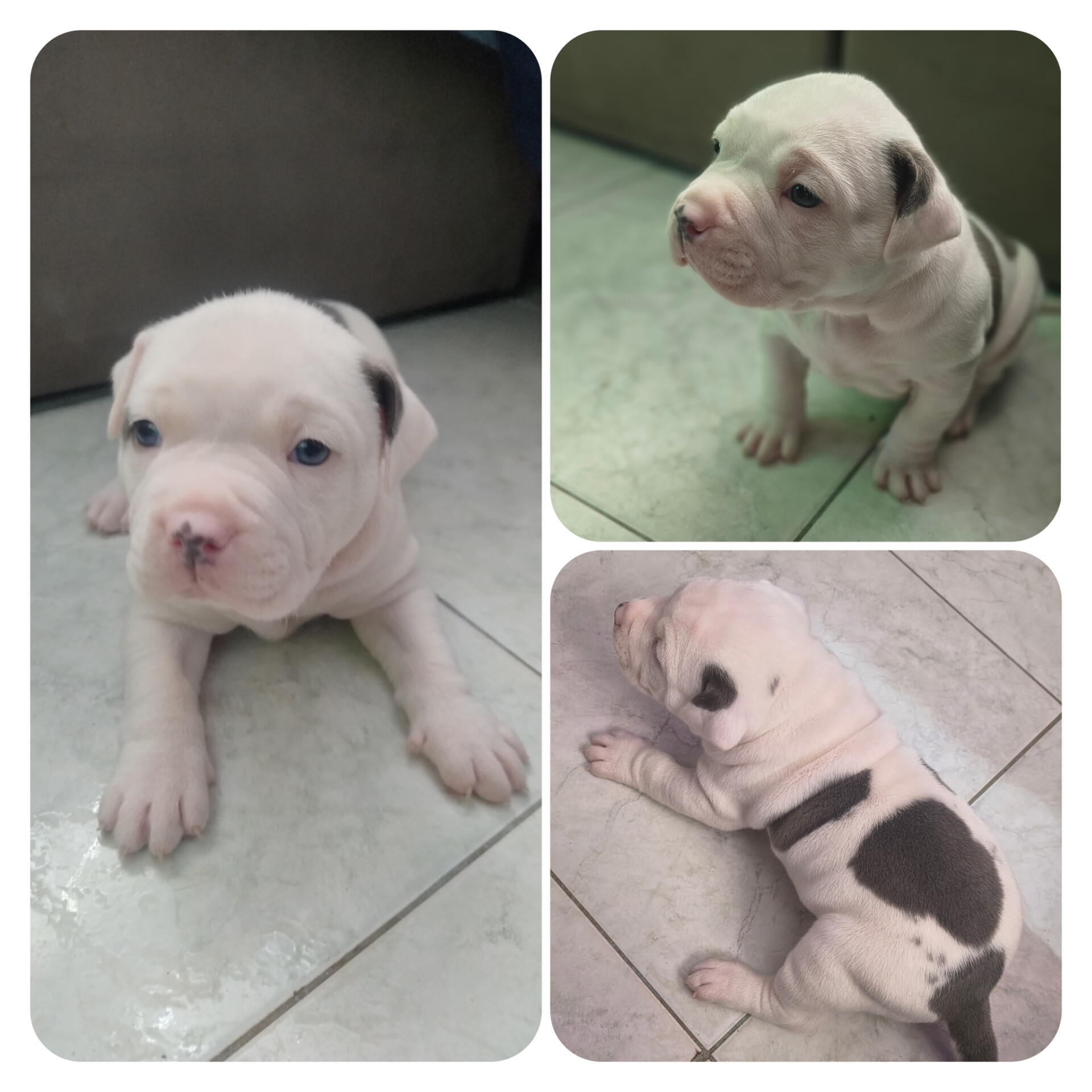 Filhote de Pitbull Monsters  - Foto 4