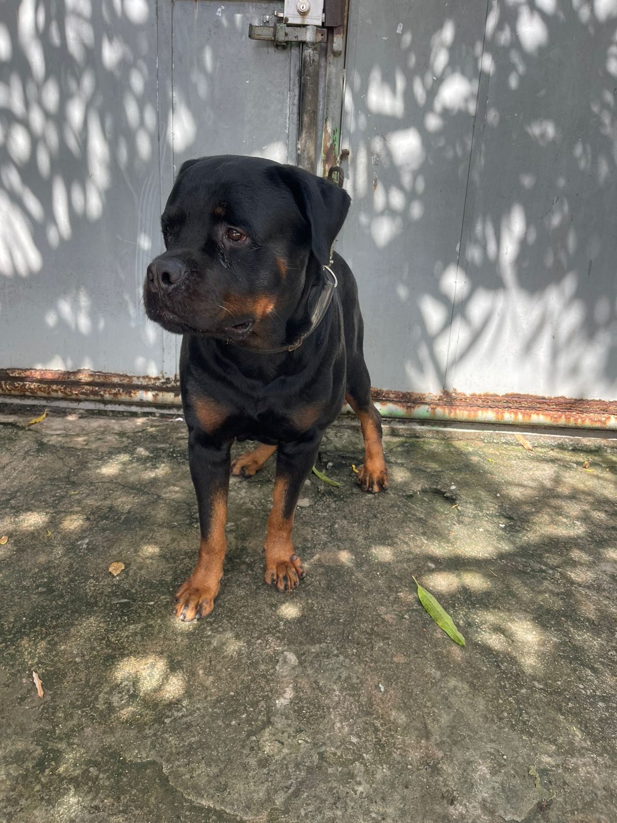 Portal Vendocão Filhotes rottweiler  Jaboatão dos Guararapes 