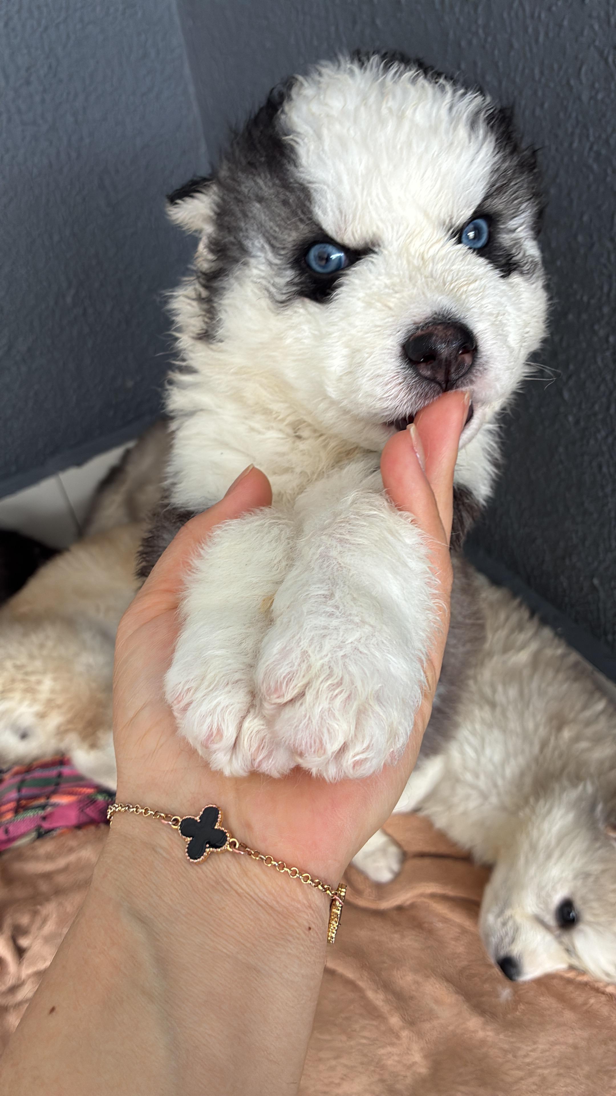 Husky Siberiano  - Foto 2