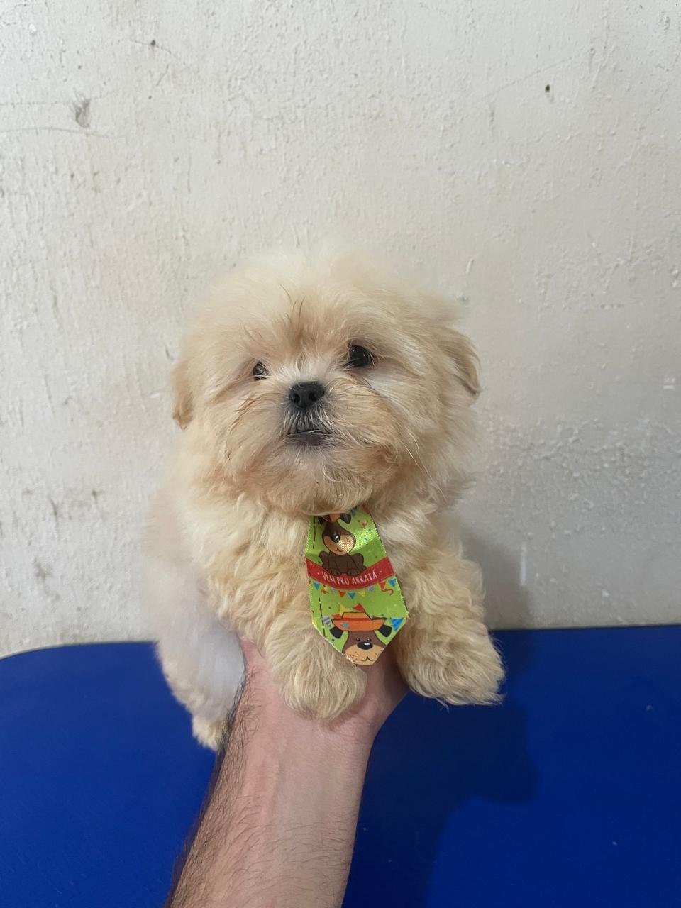 🐶 Filhotes de Shih Tzu Disponíveis! - Foto 1