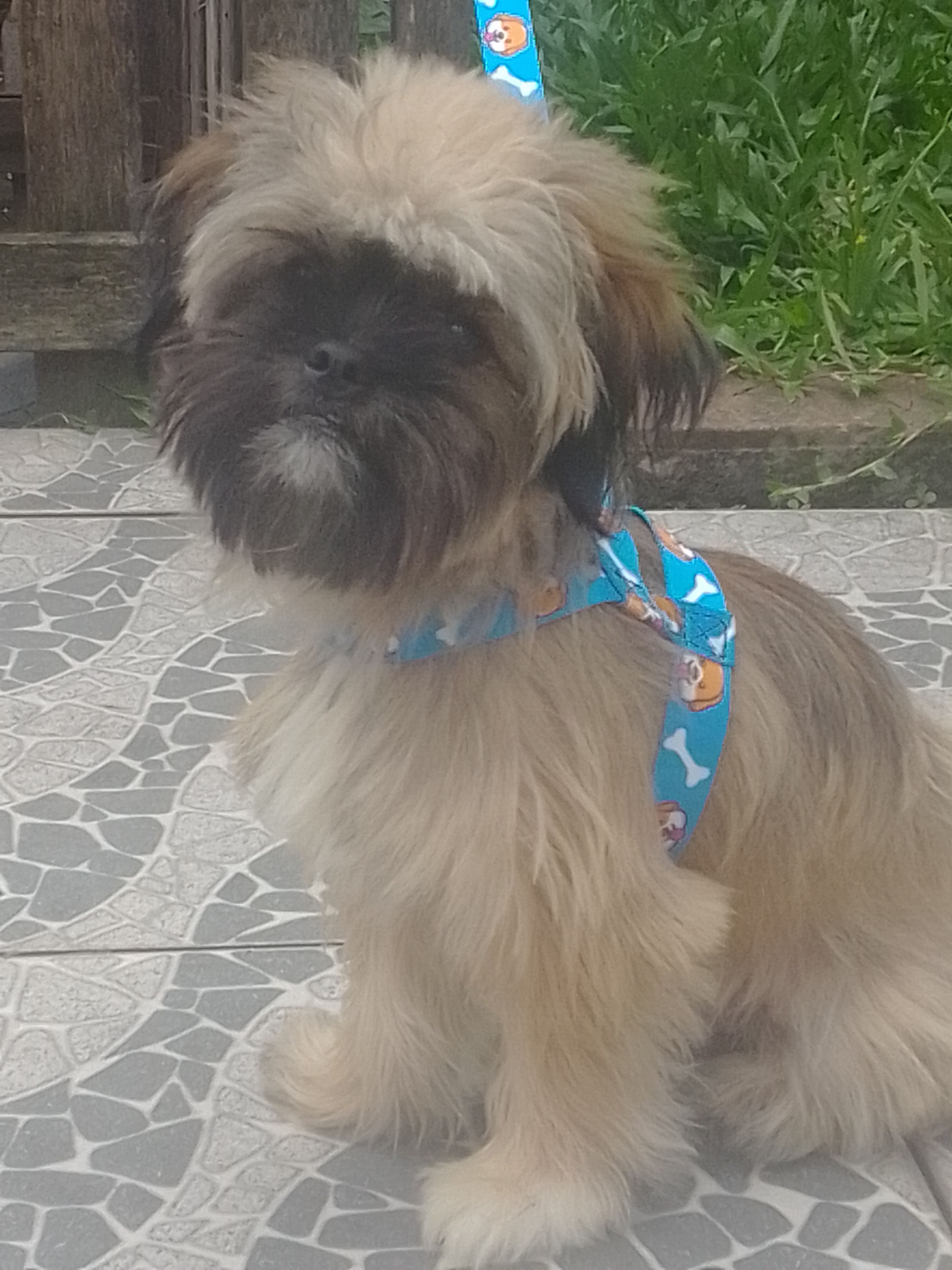 Portal Vendocão Schih Tzu puro com 8 meses São Leopoldo