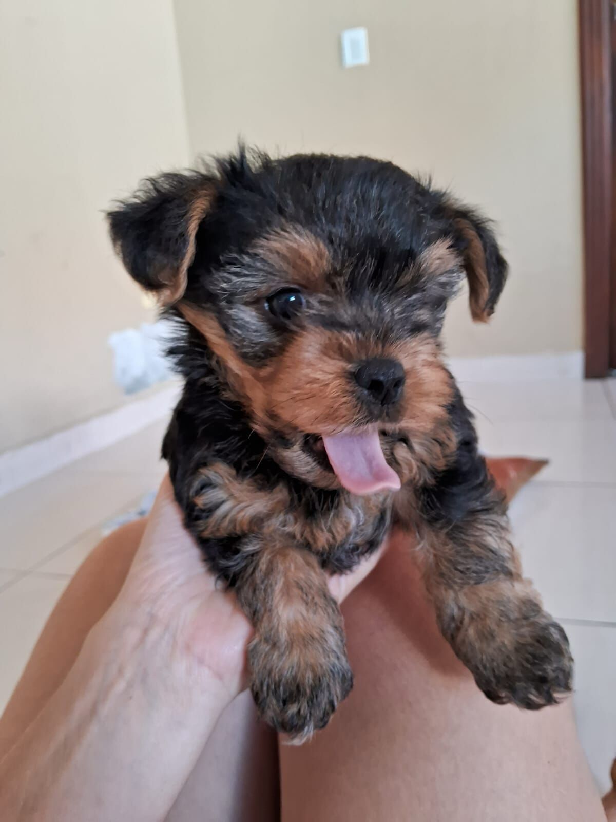 Vendo filhotes machinho de Yorkshire mini - Foto 3