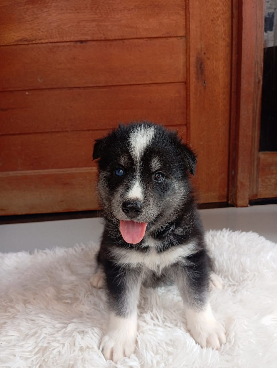 Husky siberianos filhotes a venda  - Foto 4