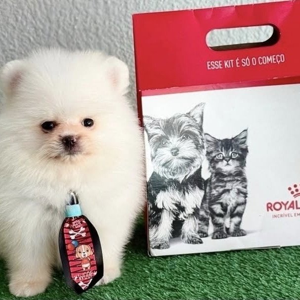 Lulu da pomerania - Foto 3