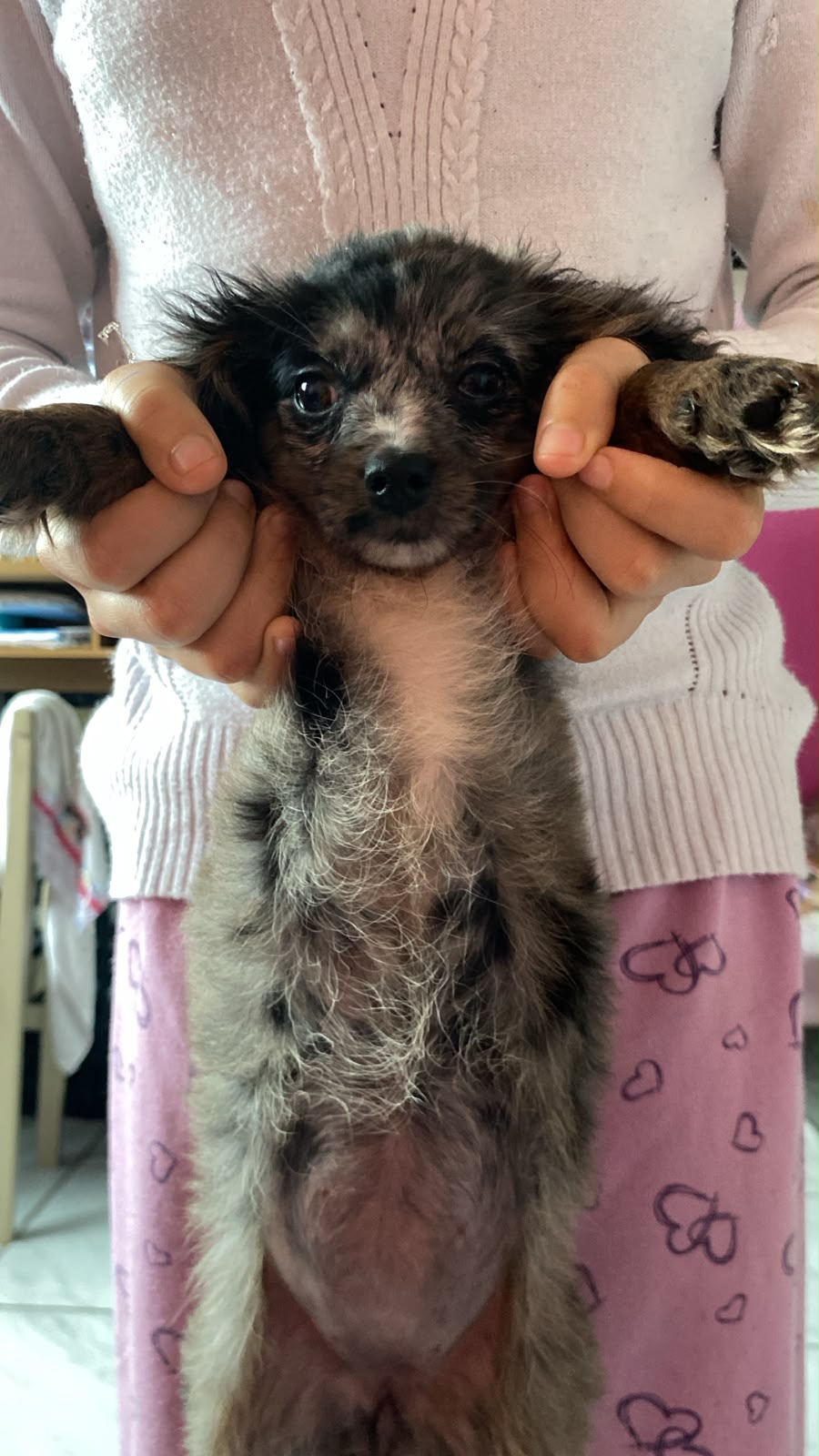 Vendo poodle 