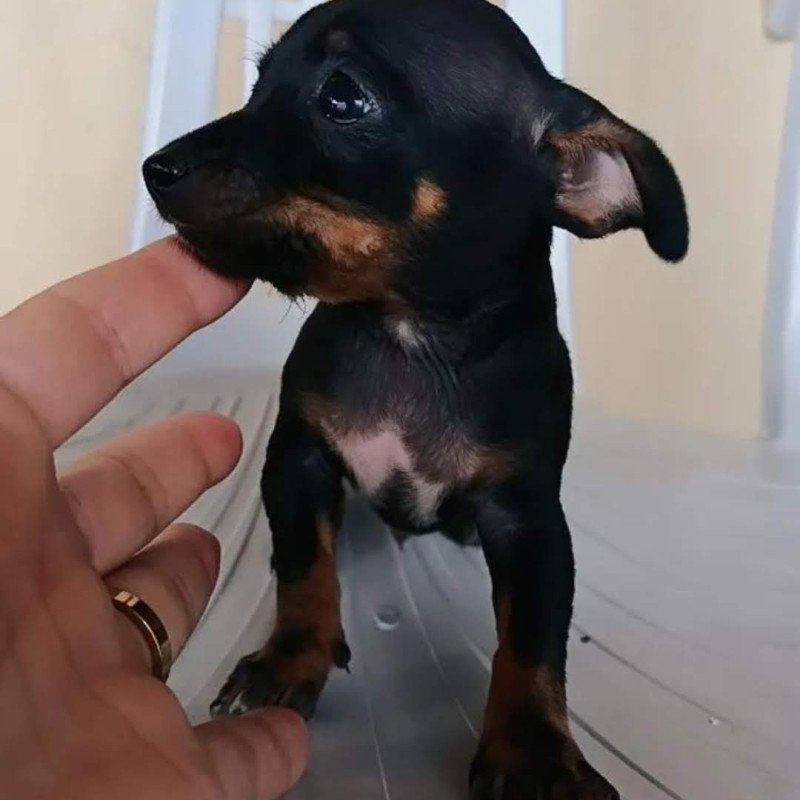 Filhote de pinscher