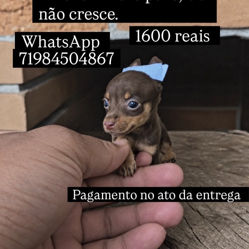 Pincher micro 00 não cresce