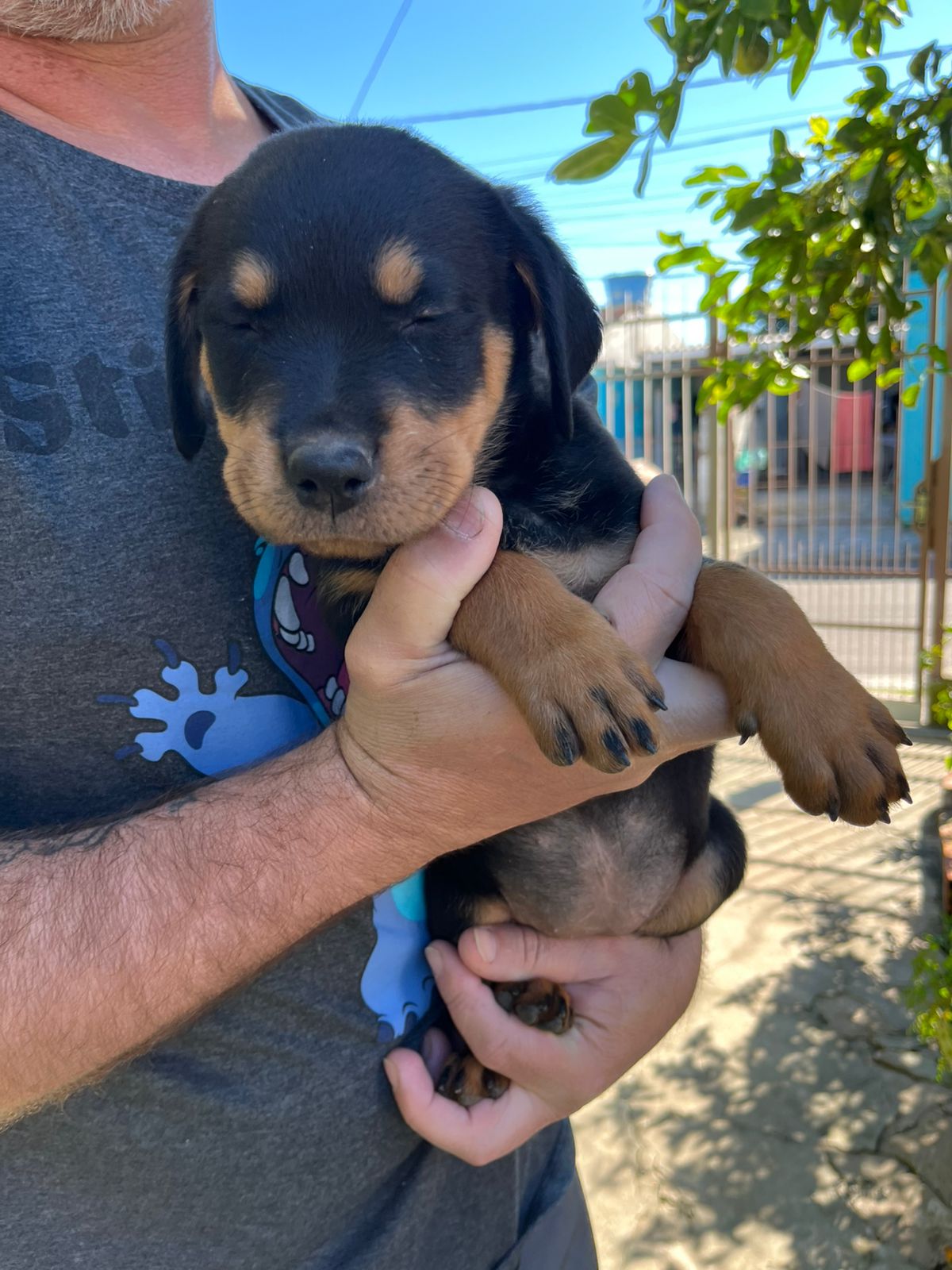 Filhote de rottweiler com 2 meses   - Foto 4