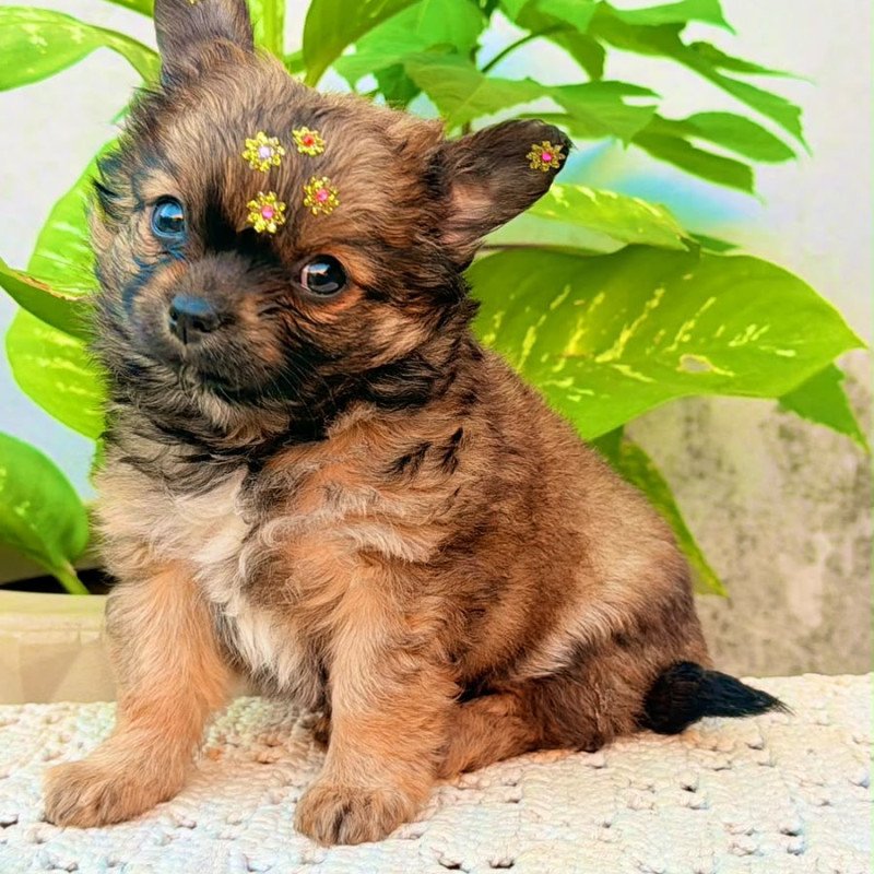 Fêmea chihuahua - Foto 1