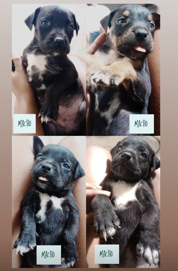 Filhotes Rottweiler com Pit monster - Foto 1
