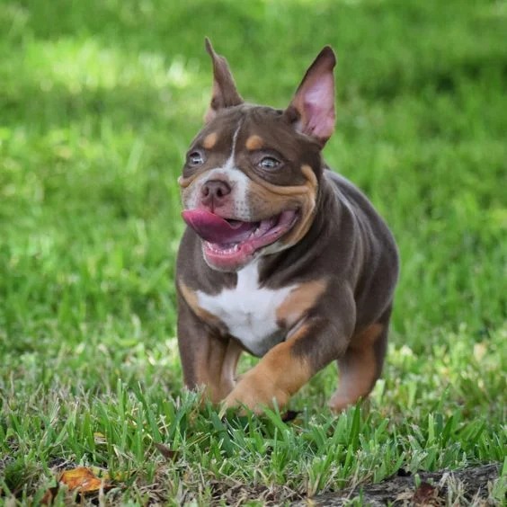 American Bully - Pocket - Femea - Foto 1