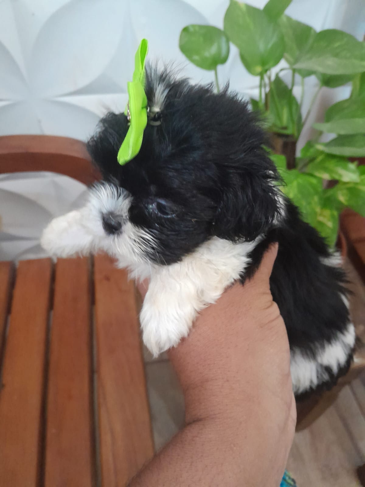 Portal Vendocão Shih Tzu fêmea São João Del Rei