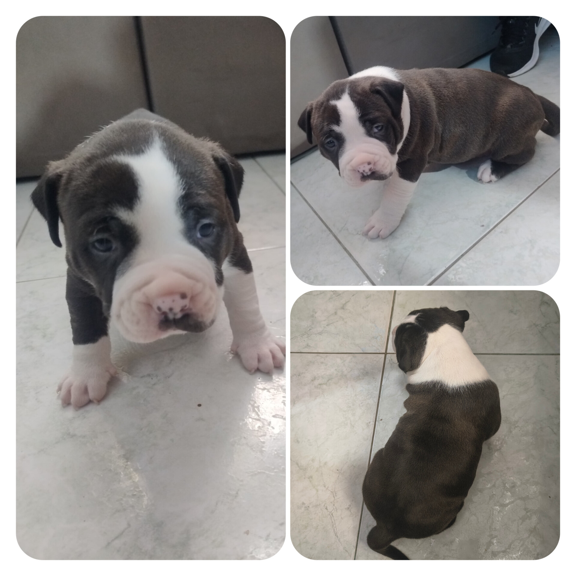 Filhote de Pitbull Monsters  - Foto 3