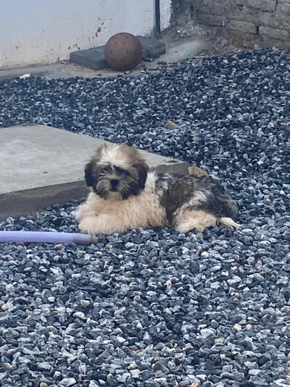 Portal Vendocão Shih Tzu Macho  Mossoró 