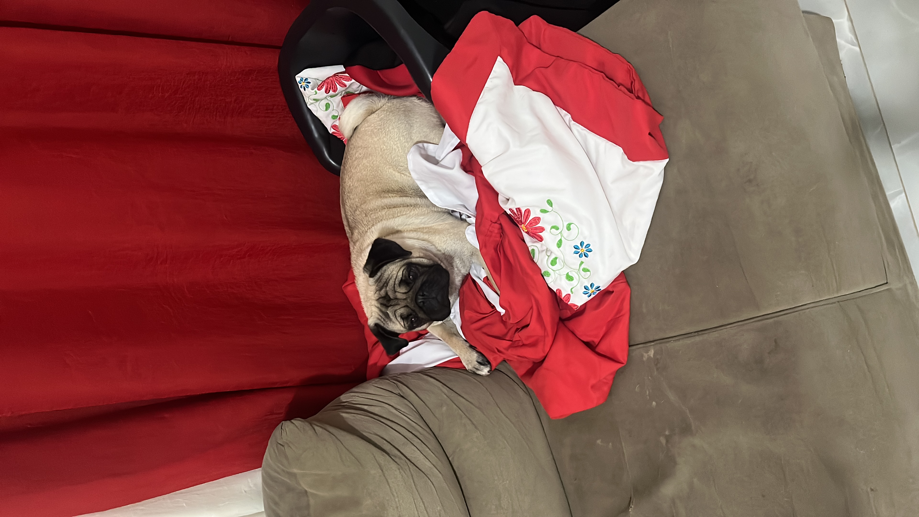 Portal Vendocão Vende-se filhotes de Pugs Mário Campos 